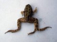 /album/fotogaleria-desventajas/mutaciones-animales-raros-18-jpg/